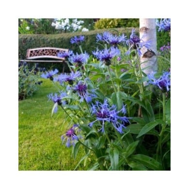 Centaurea montana - Bleuet des montagnes (Dave Gunn / flickr.com)