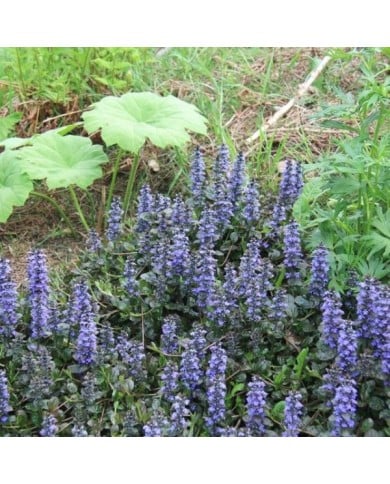 Bugle rampante à fleurs bleues - Ajuga reptans 'Atropurpurea' (Bart)