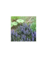 Bugle rampante à fleurs bleues - Ajuga reptans 'Atropurpurea' (Bart)