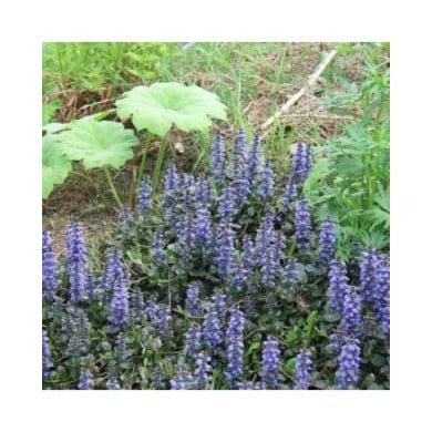 Bugle rampante à fleurs bleues - Ajuga reptans 'Atropurpurea' (Bart)