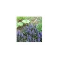 Bugle rampante à fleurs bleues - Ajuga reptans 'Atropurpurea' (Bart)