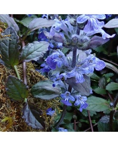 Bugle rampante à fleurs bleues - Ajuga reptans 'Atropurpurea' (Brenda Dobbs)