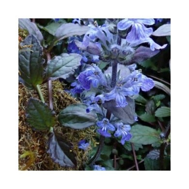 Bugle rampante à fleurs bleues - Ajuga reptans 'Atropurpurea' (Brenda Dobbs)