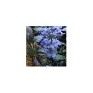 Bugle rampante à fleurs bleues - Ajuga reptans 'Atropurpurea' (Brenda Dobbs)