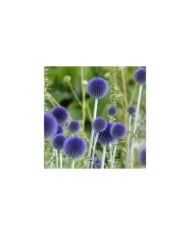 Echinops ritro (Linda De Volder - flickr.com)