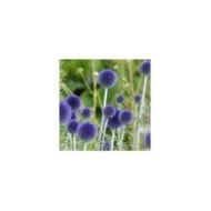 Echinops ritro (Linda De Volder - flickr.com)
