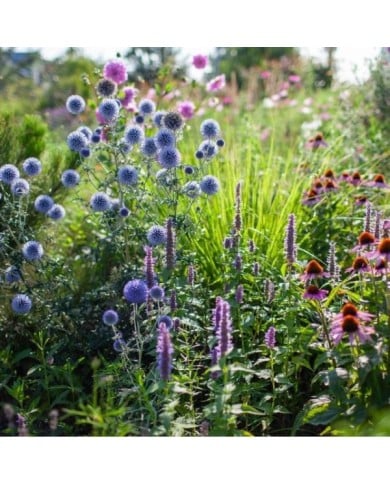 Echinops ritro - Agastache et Echinacea (maryviolet / Adobe Stock)