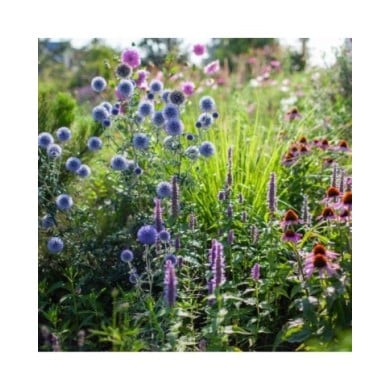 Echinops ritro - Agastache et Echinacea (maryviolet / Adobe Stock)