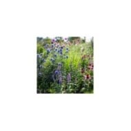 Echinops ritro - Agastache et Echinacea (maryviolet / Adobe Stock)