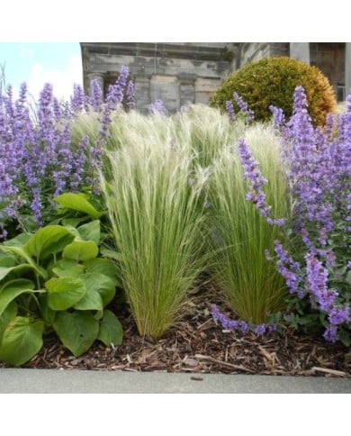 Cheveux d'ange - Stipa tenuifolia ou tenuissima ( Matt Lavin)