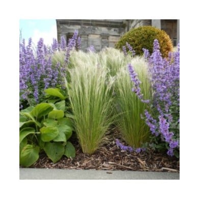 Cheveux d'ange - Stipa tenuifolia ou tenuissima ( Matt Lavin)