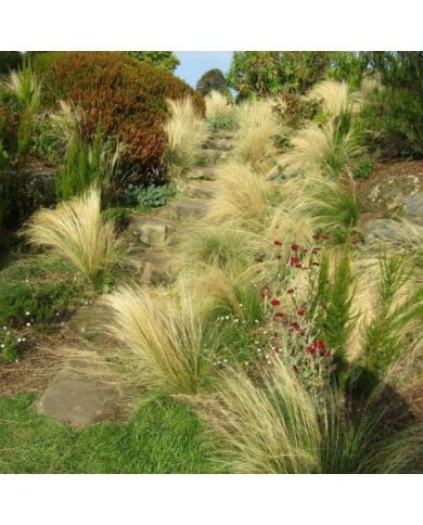 Cheveux d'ange - Stipa tenuifolia ou tenuissima ( Leonora (Ellie) Enking)