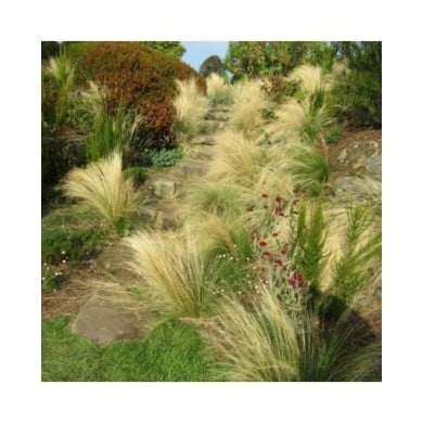Cheveux d'ange - Stipa tenuifolia ou tenuissima ( Leonora (Ellie) Enking)