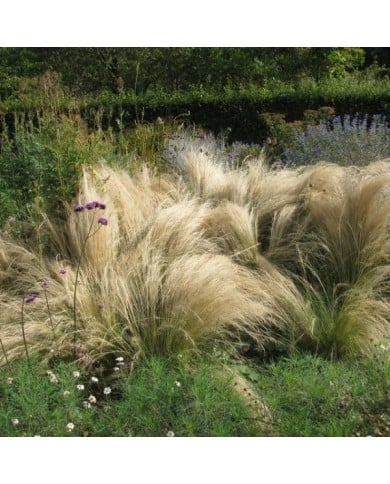 Cheveux d'ange - Stipa tenuifolia ou tenuissima (RASSIL)