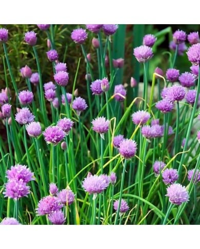 Ciboulette - Allium schoenoprasum (Hans Linde / pixabay.com)