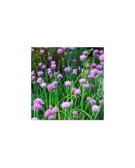 Ciboulette - Allium schoenoprasum (Hans Linde / pixabay.com)