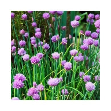 Ciboulette - Allium schoenoprasum (Hans Linde / pixabay.com)