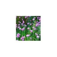 Ciboulette - Allium schoenoprasum (Hans Linde / pixabay.com)