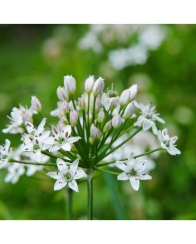 Ciboulette de Chine - Allium tuberosum (Bahamut Chao)