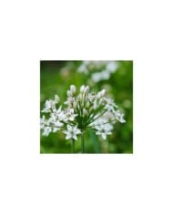 Ciboulette de Chine - Allium tuberosum (Bahamut Chao)