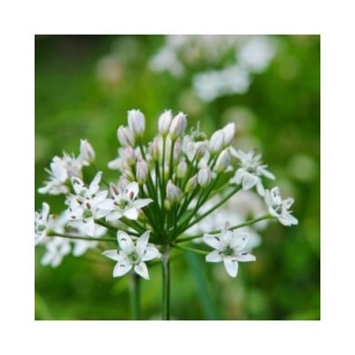 Ciboulette de Chine - Allium tuberosum (Bahamut Chao)