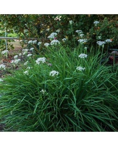 Ciboulette de Chine - Allium tuberosum (F. D. Richards)