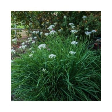 Ciboulette de Chine - Allium tuberosum (F. D. Richards)