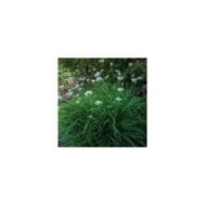 Ciboulette de Chine - Allium tuberosum (F. D. Richards)