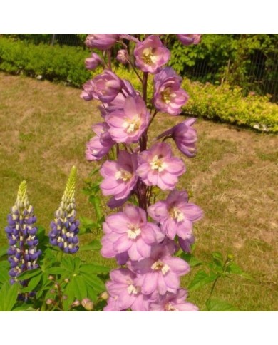 Delphinium pacificum 'Astolat' (Niepokój Zbigniew / wikimedia.org)