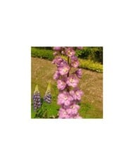 Delphinium pacificum 'Astolat' (Niepokój Zbigniew / wikimedia.org)