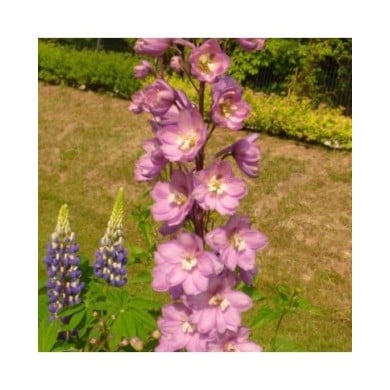 Delphinium pacificum 'Astolat' (Niepokój Zbigniew / wikimedia.org)