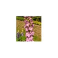 Delphinium pacificum 'Astolat' (Niepokój Zbigniew / wikimedia.org)