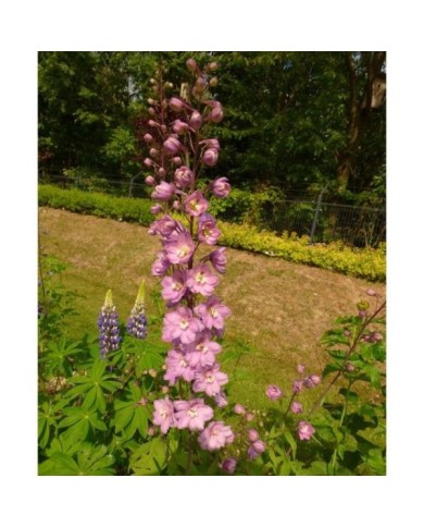 Delphinium pacificum 'Astolat' (Niepokój Zbigniew / wikimedia.org)