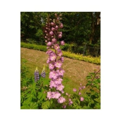 Delphinium pacificum 'Astolat' (Niepokój Zbigniew / wikimedia.org)