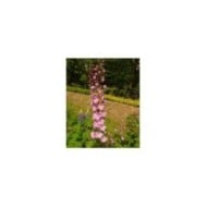 Delphinium pacificum 'Astolat' (Niepokój Zbigniew / wikimedia.org)