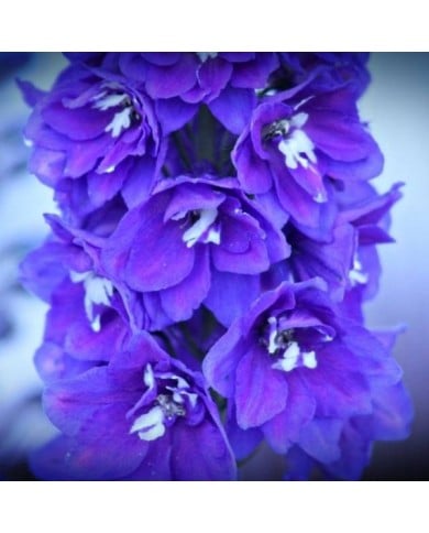 Delphinium pacificum 'Blue Bird' (Kim B)