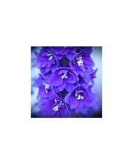 Delphinium pacificum 'Blue Bird' (Kim B)