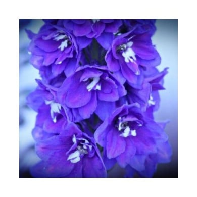 Delphinium pacificum 'Blue Bird' (Kim B)