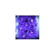 Delphinium pacificum 'Blue Bird' (Kim B)