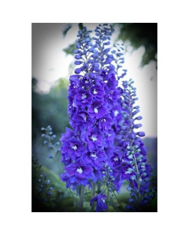 Delphinium pacificum 'Blue Bird' (Kim B)