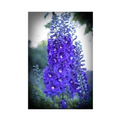 Delphinium pacificum 'Blue Bird' (Kim B)