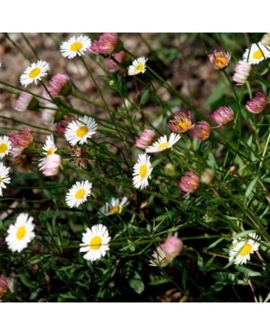 Vergerette - Erigeron karvinskianus (m. m. v.)