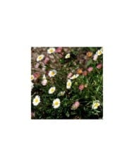 Vergerette - Erigeron karvinskianus (m. m. v.)