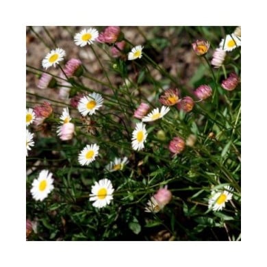 Vergerette - Erigeron karvinskianus (m. m. v.)