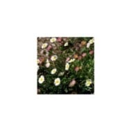 Vergerette - Erigeron karvinskianus (m. m. v.)