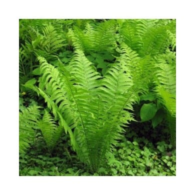 Matteucia struthiopteris - Fougère d'Allemagne (User:Vzb83 / wikimedia.org)