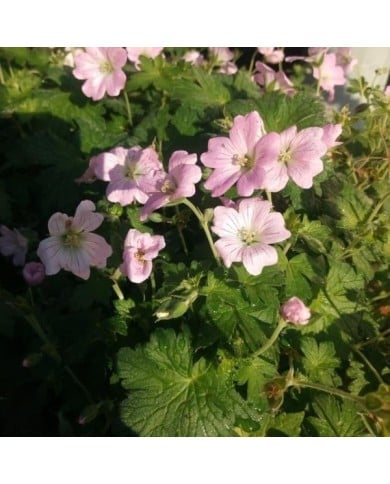 Géranium vivace 'dreamland'®