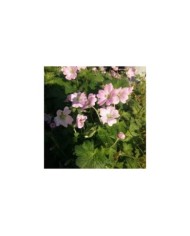 Géranium vivace 'dreamland'®