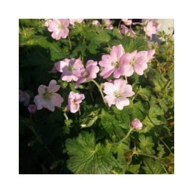 Géranium vivace 'dreamland'®