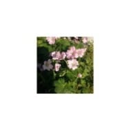Géranium vivace 'dreamland'®